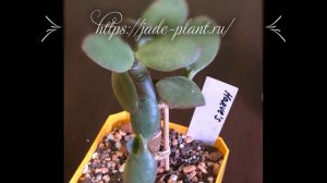 Jade Plant Нефритовое растение