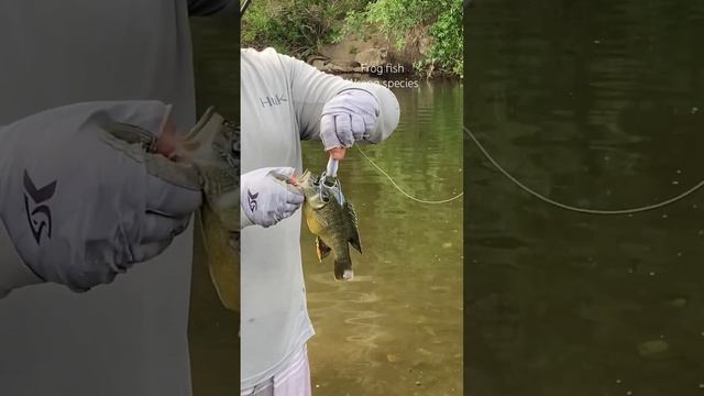 Green Sunfish on Spro Popping Frog - Not the Bass I Was Looking For #bassfishing