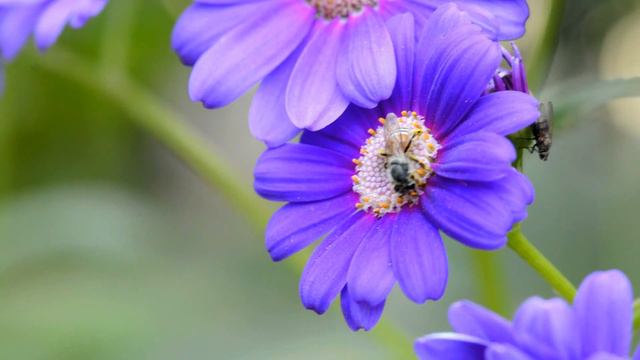 Pollination by Honey bee смотреть онлайн