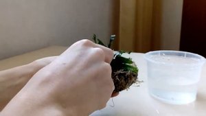 Как сделать ВАБИКУСУ из ПАПОРОТНИКА винделова