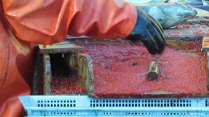 как добывают красную икру