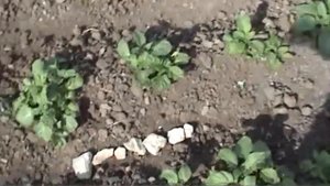 Борьба с колорадским жуком!!! Смертельная ржака до слёз ))))))
