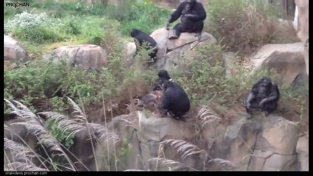 chimpanzee Шимпанзе — умный примат