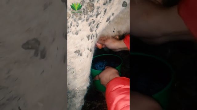Этапы подготовки к доению доильным аппаратом.