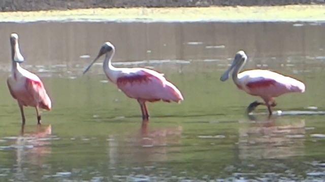 Spoonbills in Florida смотреть онлайн