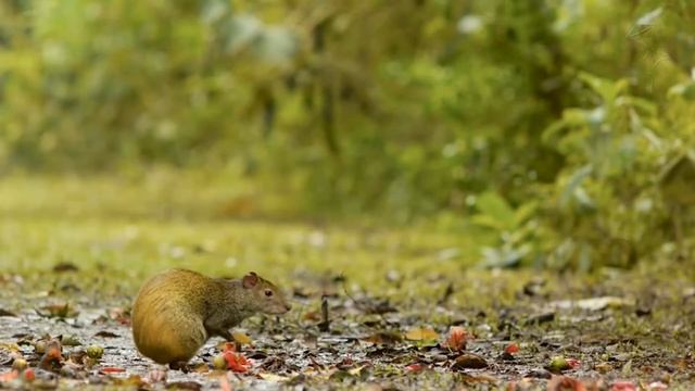 Агути оливковый (Dasyprocta azarae) смотреть онлайн