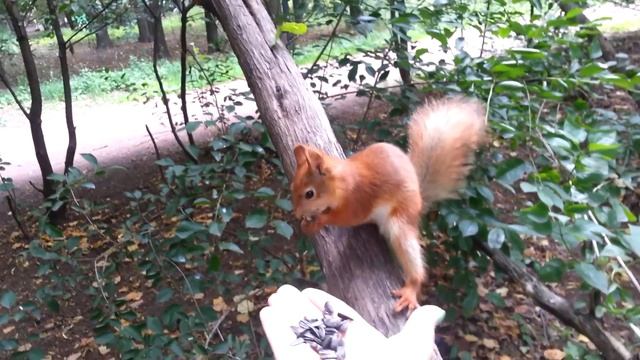 Белки и синицы  Нескучного сада смотреть онлайн