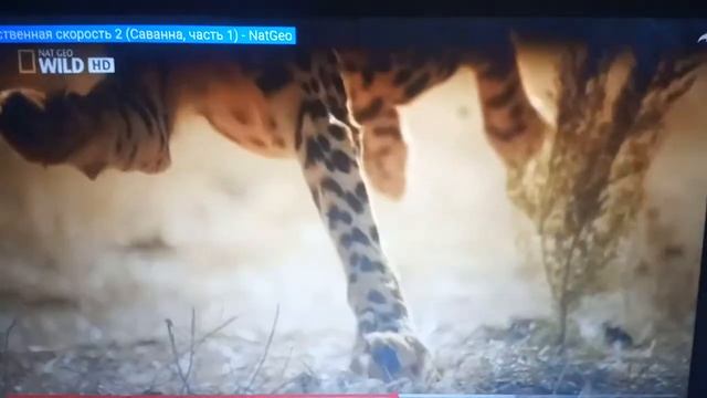 бег гепарда смотреть онлайн