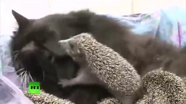Кошачья любовь к ежикам смотреть онлайн