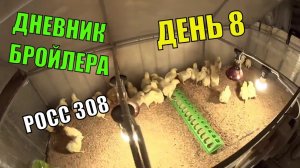 Цыплята бройлера РОСС 308 (ВОСЕМЬ СУТОК) Динамика роста, кормление, содержание Реакция на Чик Тоник