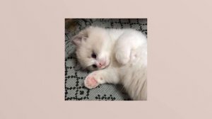 День был холодный а я влюблён…./speed song