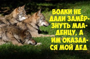 Волки спасли младенца. Интересные истории из жизни. Аудио рассказы.