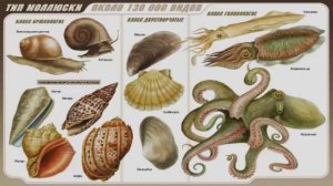 Моллюски (рассказывает малаколог Марис Рудзитис)