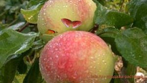 Яблоня обыкновенная Осенняя радость Мичуринска ? обзор: как сажать, саженцы яблони