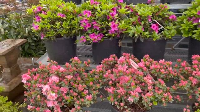 SHOPPING FOR HOUSE PLANTS / TIMBERWINDS NURSERY / BEGONIA, BONSAI N MANY MORE VARIETIES / TAMIL VLO смотреть онлайн