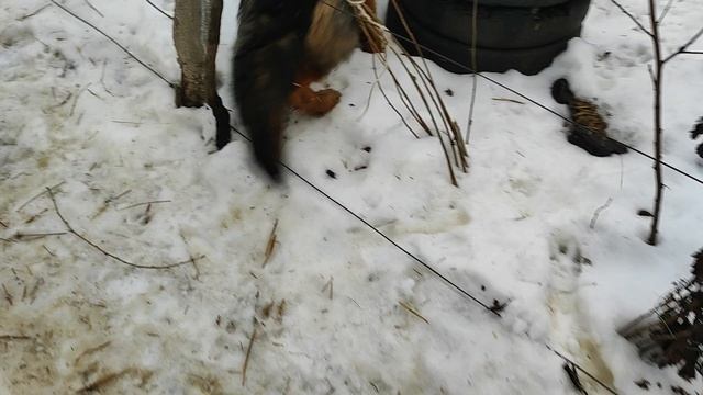 Хэппи, Халк и игры в перетяжки