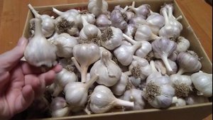 Как я храню чеснок.