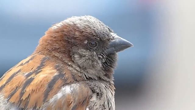 Фильм из видео роликов * ПЕВЧИЕ ПТИЦЫ РОССИИ * смотреть онлайн