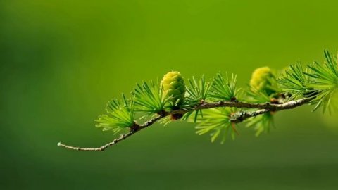 Ошо . Одиночество.