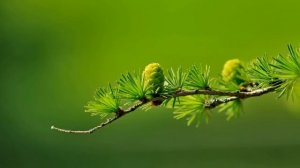 Ошо . Одиночество.