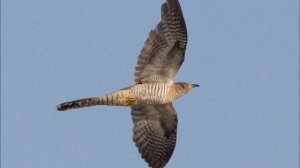 хор МДСУ "Кукушечка"