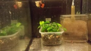 Пецилия Рижская и её 70+ мальки. 08. 01. 2022.