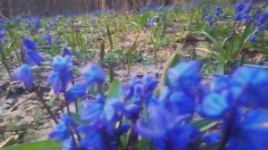 Синий, сказочный лес..