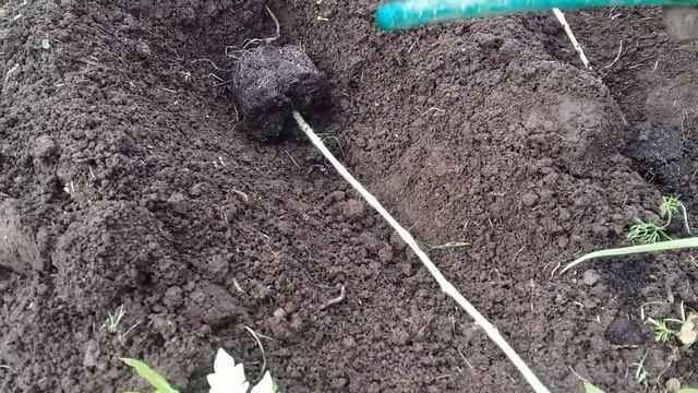 ПОСАДКА ТОМАТОВ ЛЕЖА смотреть онлайн