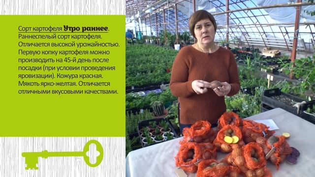Какие сорта картофеля выбрать. Советы агронома