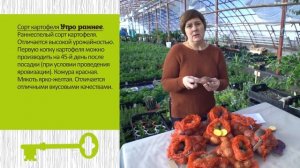 Какие сорта картофеля выбрать. Советы агронома