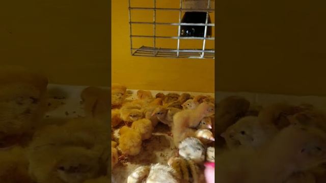 Перепела породы Техасский и Фараон.