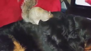 Белка. Приколы с белками. Забавные животные