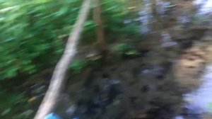 Родник.Княж.Сураж.Район Брянская область.