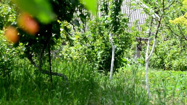 Тест Нової фото відео камери Nikon D5100 - Городина та Сад моєї Тещі Наталії смотреть онлайн