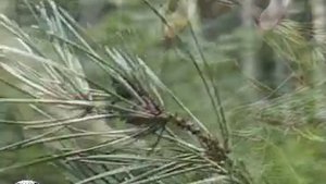 Оценка жизненного состояния леса по сосне