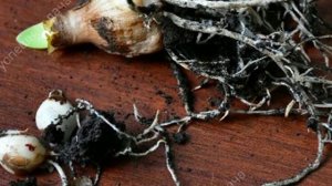 Как правильно провести пересадку Гиппеаструма весной - пошаговое описание процесса