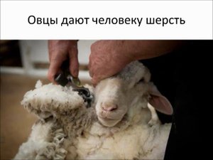 овца домашнее животное