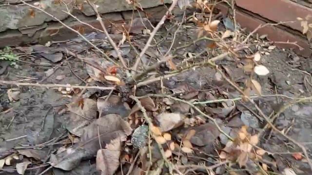 ОБРЕЗКА низкорослой (стелющейся) РОЗЫ !!! смотреть онлайн