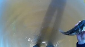 Ловля на сети.mp4