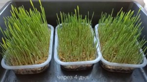 Что защитит зелень пшеницы от плесени? Триходерма и Фитоспорин - тестирую защитные биопрепараты.