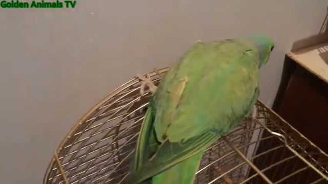 Индийские Ожереловые Попугай 4 К/Indian Necklace Parrot 4 K смотреть онлайн