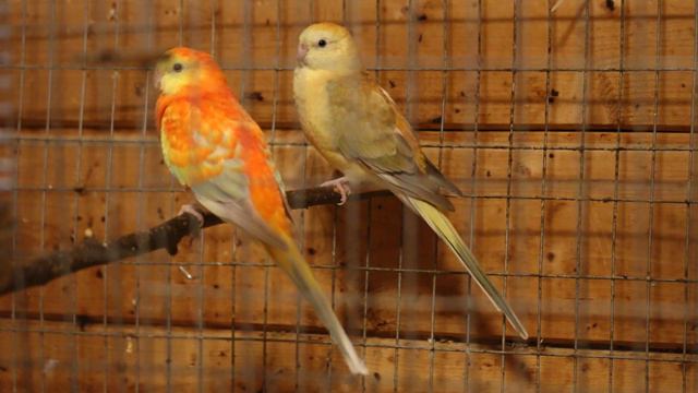 певчие попугаи тупят. Феня и Ру смотреть онлайн