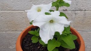 Las Reinas de todas las Petunias, The Queens of all Petunias, 😍😍😍😍😍😍😍😍😍😍