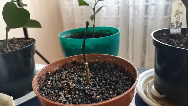 ПРИВИВКИ ЛИМОНА, МАНДАРИНА, АПЕЛЬСИНА / НЕУДАЧНОЯ ПРИВИВКА / ЦИТРУСЫ В ДОМЕ смотреть онлайн