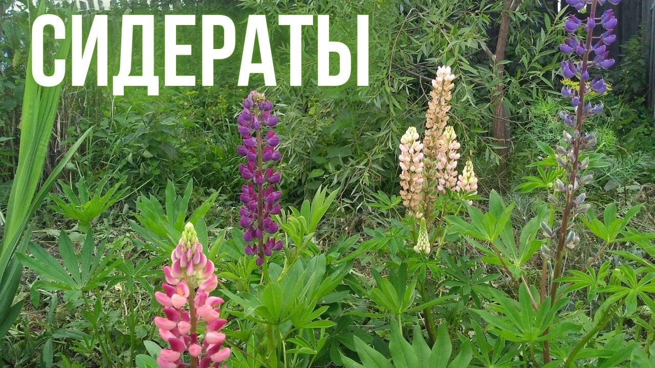 Сидераты. Их влияние на урожайность. Ошибки использования сидератов
