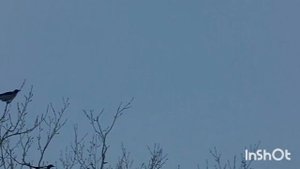 доберман 350 буллпап 4.5мм Кроухантинг, карашлепинг, КХ, отстрел ворон