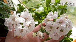 PAC ICE ROSE изящная белая плющелистная пеларгония