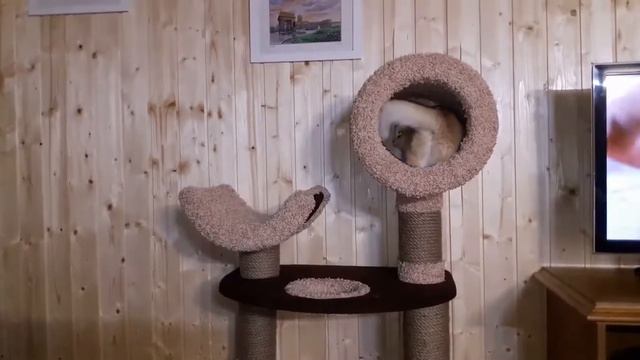 Игры на когтеточке в Санкт-Петербурге) Шотландская кошка смотреть онлайн