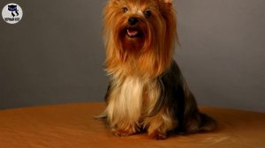 ✔ Йоркширский терьер - обаятельный и доброжелательный пёс. Интересное о породе йорк