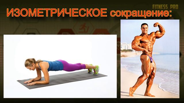 Виды мышечных сокращений / Мышечные сокращения